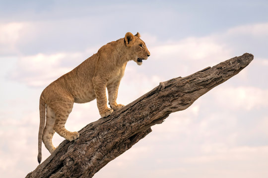 A juvenile lion walks to the end of a tree branch with a cloudy sky as a background.  Image taken in the Masai Mara, Kenya.