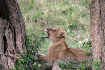 Adorable young lion cub sitting between two trees looking up as a fly buzzes around its head with its mouth open. Image taken in the Masai Mara National Reserve, Kenya.	