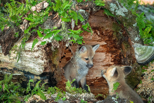 A baby red fox sits inside a hollowed out log and looks to have a conversation with its sibling.