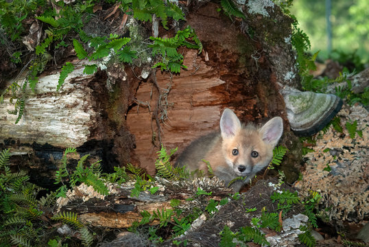 A Baby Red Fox Sits Inside A Hollowed Out Log.