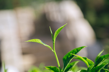 Fresh tea  leaves.