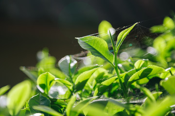Fresh tea  leaves.