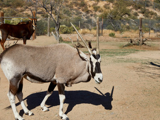 Close up of a Gemsbok Oryx
