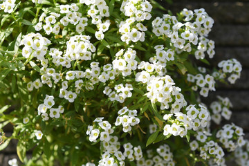 白い小花
