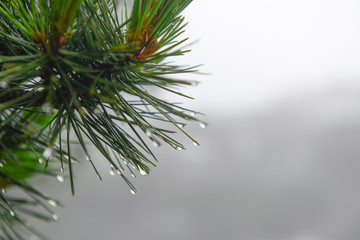 Pine branch in dew. Closeup of fir needles with water drops. 