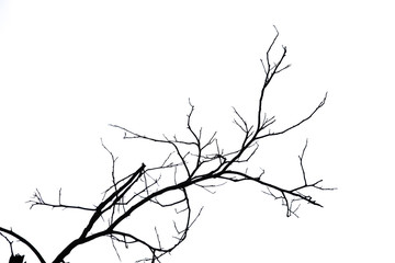 Trees isolated on white background , The collection of trees.