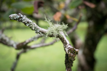 Close up of tree branch twig with moss and lichen