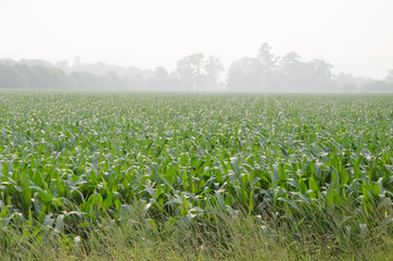 Fototapeta na wymiar field of green corn and blue sky with fog