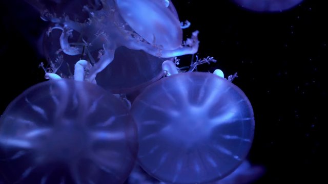 olorful Upside-down jellyfish's floating background in aquarium