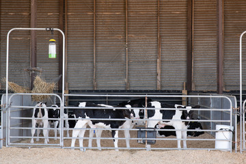 Day old dairy calves in pen