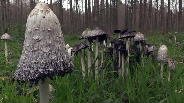 Shaggy ink cap or Coprinus comatus growing in woodland, close up