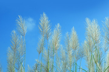 White Grass flowers in blue sky.