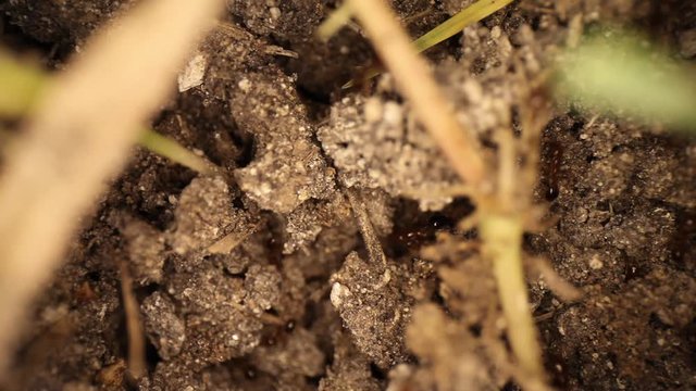 Top down static shot of a disturbed fire ant mound, few blades of grass framing an area where ants are walking around. Then panning across the top of the dirt showing other sections and ants.