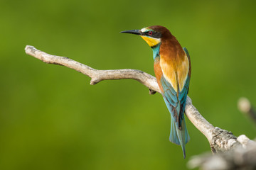 European bee-eater in the natural environment, wildlife, close up, Europe, Merops apiaster 