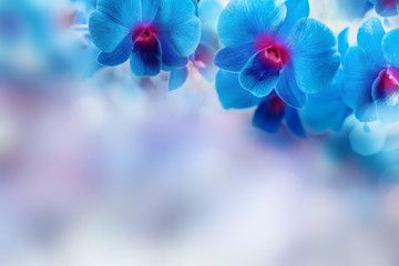 blue orchid flower border background with copy space