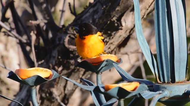 Baltimore Oriole eating orange slices on a repurposed chandelier feeder