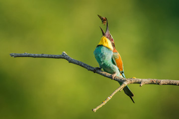European bee-eater in the natural environment, wildlife, close up, Europe, Merops apiaster 