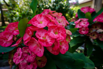Crown of Thorns flowers in the garden