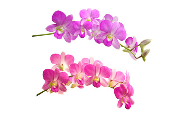 pink and purple orchid flower isolated on background 