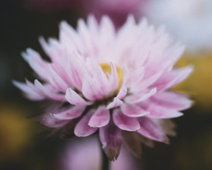 Flower close-up