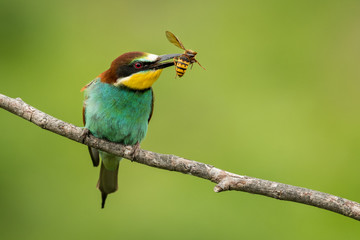 Fototapeta premium European bee-eater in the natural environment, wildlife, close up, Europe, Merops apiaster 
