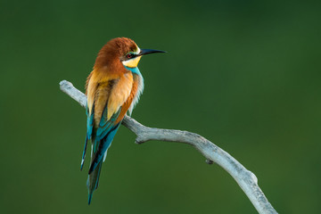 European bee-eater in the natural environment, wildlife, close up, Europe, Merops apiaster 