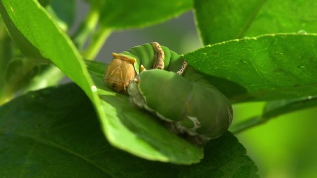 Oleander Hawk-moth Caterpillars on Thai lemon tree