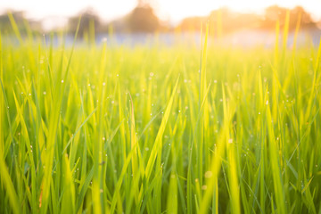 Green rice field at sunrise