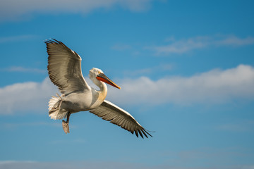 Fototapeta na wymiar Dalmatian pelican in the natural environment, wildlife, Kerkini lake, close up, Pelecanus crispus