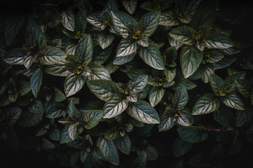 Dark plant with green leaves