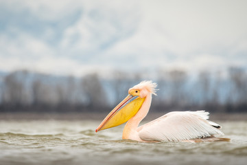 Dalmatian pelican in the natural environment, wildlife, Kerkini lake, close up, Pelecanus crispus