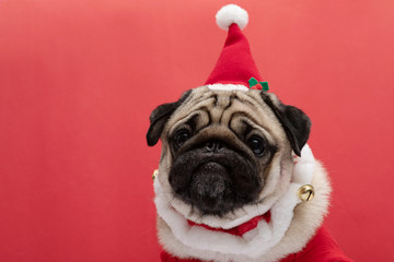 Adorable Pug wearing santa hat and santa costume in christmas day ready to celebrated with owner on...