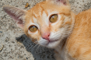 close up face pussy cat on the floor