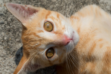 close up face pussy cat on the floor