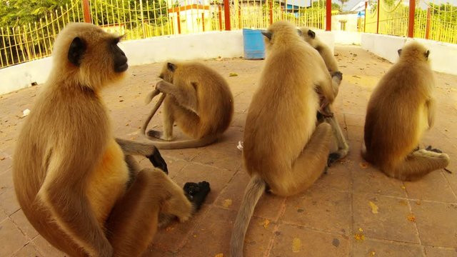 surilis gray monkeys sit on floor cleen  itselves play with baby close up city park Kolkata