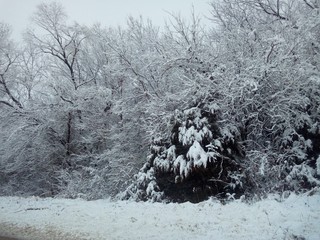 winter landscape with trees and snow
