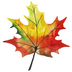 Fototapeta premium Hand-drawing watercolor pencils on paper - beautiful red and yellow autumn leaves. Isolated illustration on white background