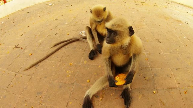 two monkeys langurs sit on beton floor keep arms piece of bread city park of Kolkata