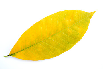 Yellow leaves isolated on a white background, rubber leaves.