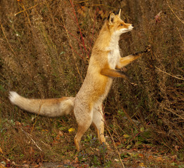 red fox