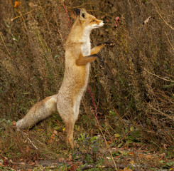 my friend the Fox in September