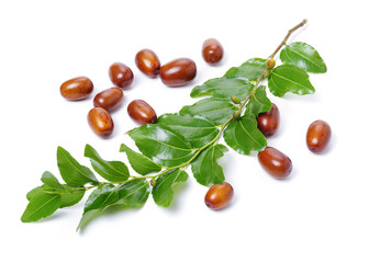jujube or chinese date on white background