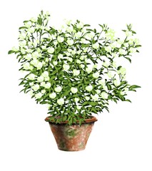 イボンヌラビエ