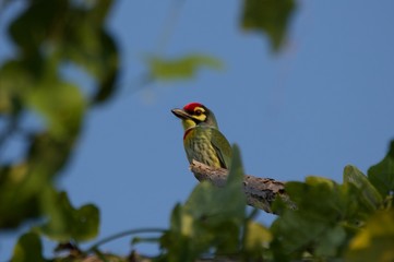 Coppersmith Barbet on a branch