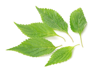 Mint leaf isolated over white background