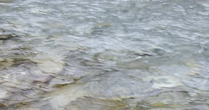 Riverbank Of An Alpine Creek With Strong Current With Water Flowing Over Pepples In The Bavarian Alps