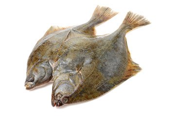 Psetta maxima (Turbot Fish) isolated on white background