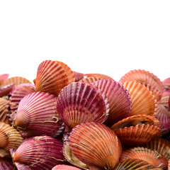 Raw scallop on white background 