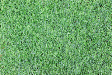 Green grass in the park