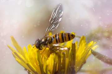 bee on a flower